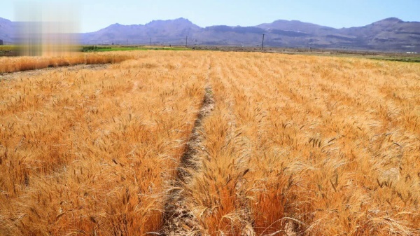 الجمعيات التعاونية الزراعية في صنعاء ركيزة التنمية المستدامة والأمن الغذائي الجمعيات التعاونية الزراعية في صنعاء ركيزة التنمية المستدامة والأمن الغذائي