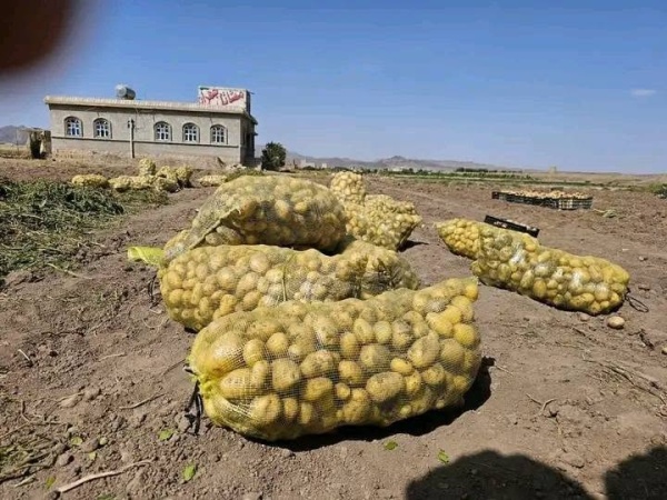 مزارع يمني يحقق رقما قياسيا في إنتاج البطاطس مزارع يمني يحقق رقما قياسيا في إنتاج البطاطس