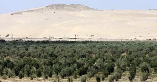 الاحصاء 204 3 ألف فدان إجمالي مساحة الأراضى المستصلحة عام 2024 2025