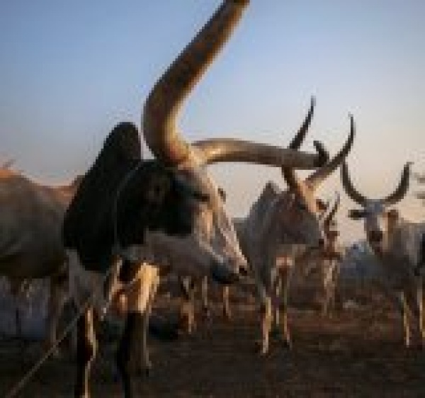 مقتل ما لا يقل عن 49 شخصا في هجوم لسرقة ماشية في جنوب السودان مقتل ما لا يقل عن 49 شخصا في هجوم لسرقة ماشية في جنوب السودان
