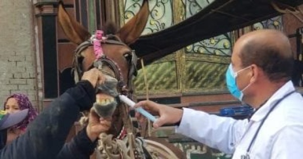 تعرف على عقوبة مزاول مهنة الطب البيطرى بالمخالفة للقانون