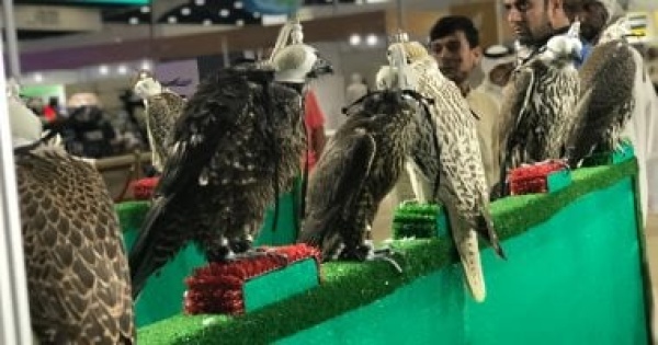 800 ألف ريال مبيعات الليلة الأخيرة للصقور المنغولية و145 ألفا لصقر الدبدبة في مزادات بالسعودية