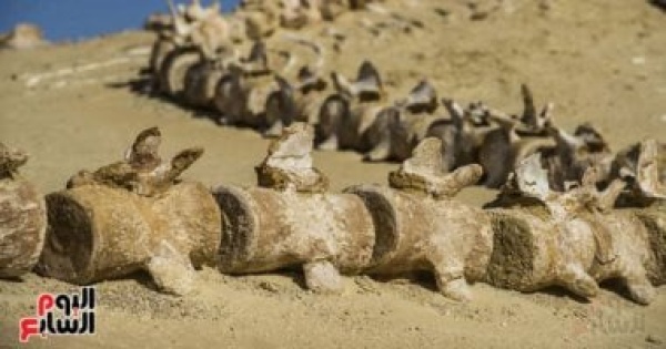 عمرو هيبة الفيوم كنز بيئى وتاريخى وتضم أكثر من 14 موقعا للحفريات عمرو هيبة الفيوم كنز بيئى وتاريخى وتضم أكثر من 14 موقعا للحفريات