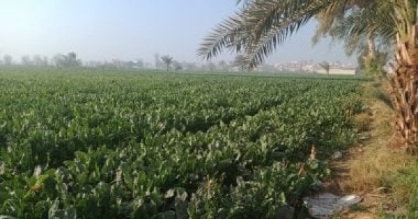 عقوبة الموظف حال ارتكابه جريمة التعدى على أرض زراعية وفقا للقانون عقوبة الموظف حال ارتكابه جريمة التعدى على أرض زراعية وفقا للقانون