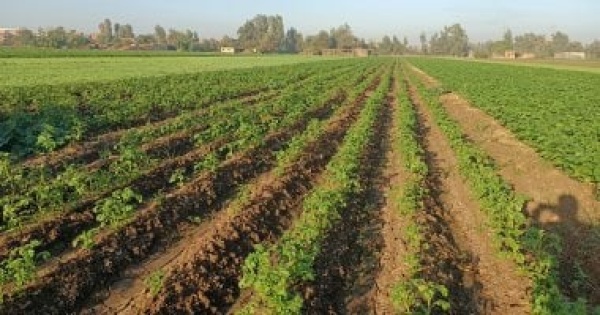 نقيب الزراعيين مصر تضيف أراضى جديدة رغم تحديات الجفاف