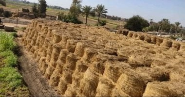ارتفاع طفيف فى إنتاج مصر من الأرز ومتوسط نصيب الفرد عام 23 24 ارتفاع طفيف فى إنتاج مصر من الأرز ومتوسط نصيب الفرد عام 23 24