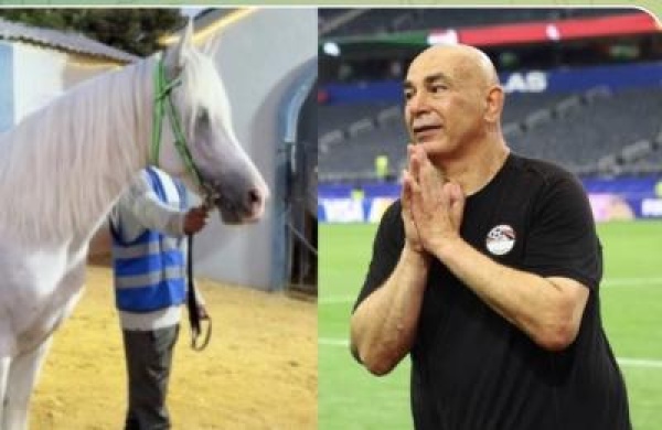 مكافأة الفرسان للعميد طبيب بيطري يهدي حسام حسن حصانا عربيا أصيلا مكافأة الفرسان للعميد طبيب بيطري يهدي حسام حسن حصانا عربيا أصيلا