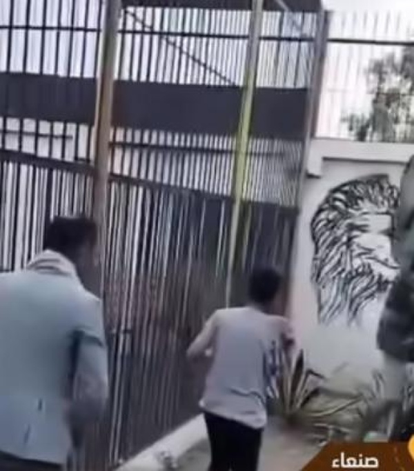 فاجعة بصنعاء أسد يلتهم يد طفل وسط صمت الزوار وثمن بـ 20 مليونا للحيوان