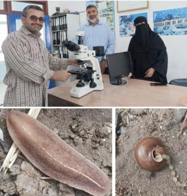 باحثون من جامعة عدن يرصدون نوع ا غازي ا جديد ا من الرخويات في أبين باحثون من جامعة عدن يرصدون نوع ا غازي ا جديد ا من الرخويات في أبين