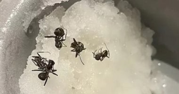قدم حلوى بنمل للزباين فرض غرامة بقيمة 10 ملايين وون على مطعم بكوريا قدم حلوى بنمل للزباين فرض غرامة بقيمة 10 ملايين وون على مطعم بكوريا