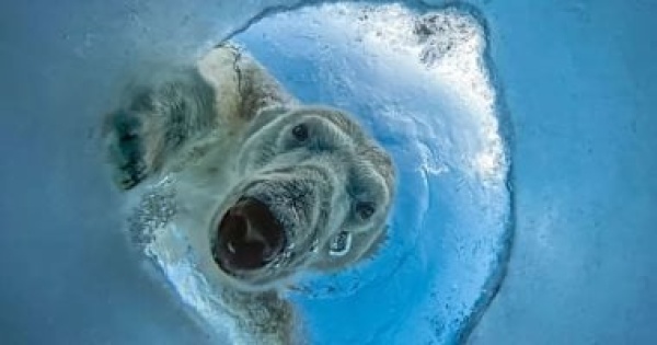 صورة دب قطبى تفوز بجائزة ournature للتصوير البيئى لعام 2026 صورة دب قطبى تفوز بجائزة ournature للتصوير البيئى لعام 2026