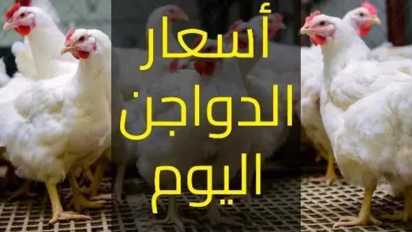 بعد آخر تحديث أسعار الفراخ اليوم الخميس 4 يونيو 2026 في الأسواق المصرية