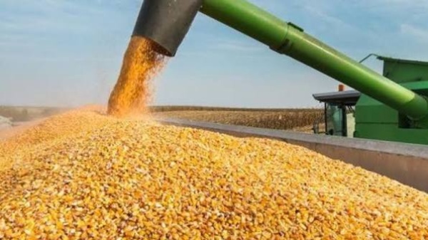 ديوان الأعلاف هكذا ستكون أسعار بيع حبوب الذرة ابتداء من 11 أوت ديوان الأعلاف هكذا ستكون أسعار بيع حبوب الذرة ابتداء من 11 أوت