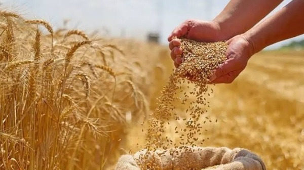 استعدادا لموسم الحبوب 2027 2026 ضبط أسعار البذور الممتازة والعادية استعدادا لموسم الحبوب 2027 2026 ضبط أسعار البذور الممتازة والعادية