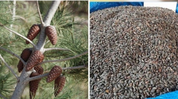 نابل إنتاج الزقوقو لهذا الموسم يتراوح بين 20 و30 طنا