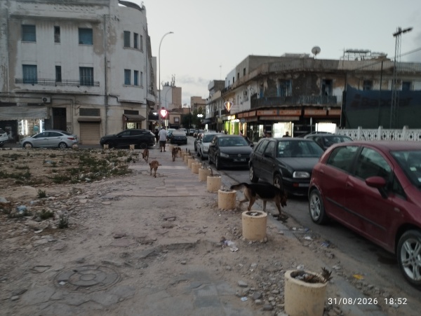 بنزرت نجاح حملة ىتلقيح الكلاب الأليفة مقابل تزايد خطر السائبة بنزرت نجاح حملة ىتلقيح الكلاب الأليفة مقابل تزايد خطر السائبة