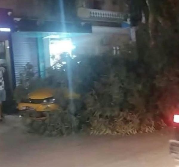 بنزرت المدينة أغصان الأشجار تهدد سلامة المارة والعربات بنزرت المدينة أغصان الأشجار تهدد سلامة المارة والعربات