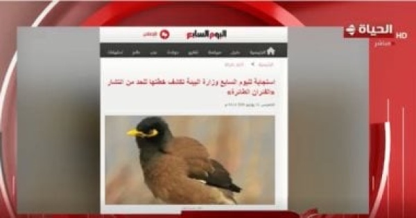 عزة مصطفى تشيد بملف طائر المينا الهندى بـ اليوم السابع موضوع مهم عزة مصطفى تشيد بملف طائر المينا الهندى بـ اليوم السابع موضوع مهم