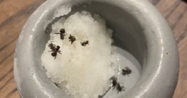 طاه مشهور يواجه تهمة السجن بسبب رشه النمل على الحلوى صور طاه مشهور يواجه تهمة السجن بسبب رشه النمل على الحلوى صور