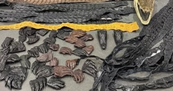 صينى يفاجئ سلطات مطار موسكو ضبط 64 جزء ا من تمساح داخل أمتعته صينى يفاجئ سلطات مطار موسكو ضبط 64 جزء ا من تمساح داخل أمتعته