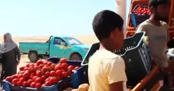 افتتاح سوق الأربعاء بالشيخ زويد لدعم الشباب والتنمية المحلية افتتاح سوق الأربعاء بالشيخ زويد لدعم الشباب والتنمية المحلية