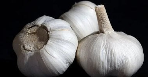 العلاج اللاذع الثوم فى الطب والثقافة اليونانية القديمة العلاج اللاذع الثوم فى الطب والثقافة اليونانية القديمة