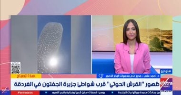 مدير محميات البحر الأحمر القرش الحوتى مسالم ولا يمثل خطورة