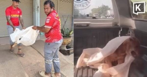 كلب ميت ينشط فجأة داخل شاحنة إنقاذ ويصيب المتطوعين بالذهول