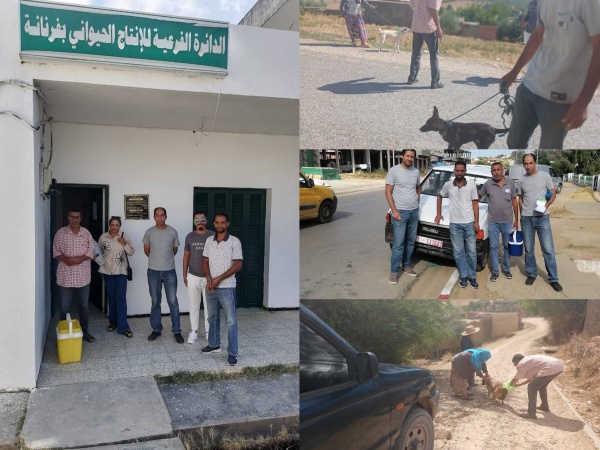 جندوبة فرنانة 5 فرق بيطرية في حملة ميدانية للتلقيح ضد داء الكلب جندوبة فرنانة 5 فرق بيطرية في حملة ميدانية للتلقيح ضد داء الكلب