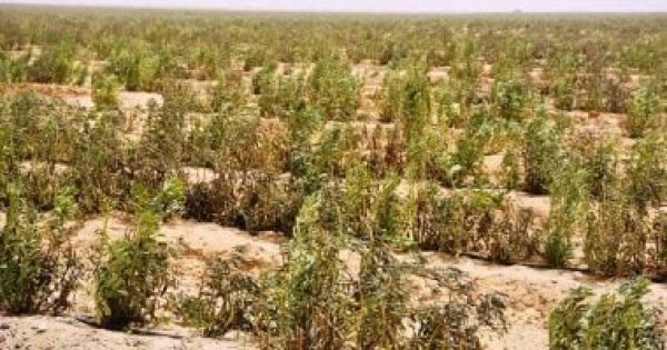 حبس وغرامة عقوبة إقامة محاجر على الأراضي الزراعية بالمخالفة للقانون