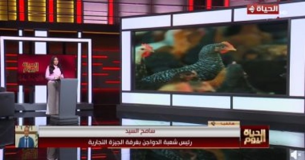 شعبة دواجن الجيزة تطالب بتأسيس بورصة رسمية ووقف تداول الطيور الحية