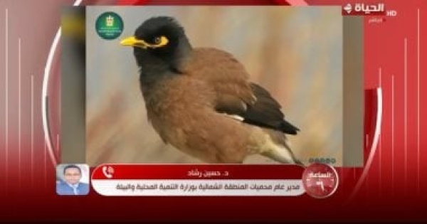 التنمية المحلية طائر المينا الهندي يهدد التوازن البيئي التنمية المحلية طائر المينا الهندي يهدد التوازن البيئي
