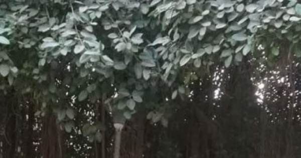 التنسيق الحضارى يوثق 942 شجرة تراثية نادرة بجامعة القاهرة وحدائق العاصمة التنسيق الحضارى يوثق 942 شجرة تراثية نادرة بجامعة القاهرة وحدائق العاصمة