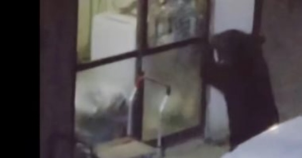 باحث ا عن الطعام دب يقتحم مطبخ أسرة فى اليابان ويفتش الثلاجة باحث ا عن الطعام دب يقتحم مطبخ أسرة فى اليابان ويفتش الثلاجة