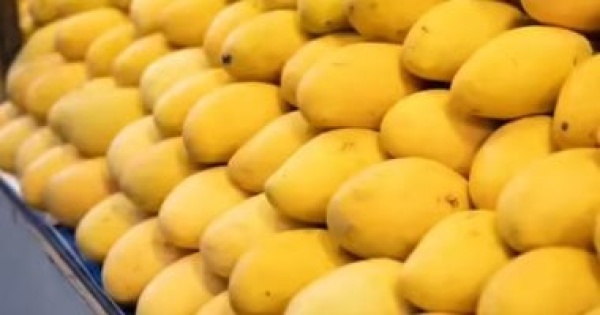 يوم المانجو تعرف على أغلى 5 أنواع فى العالم يوم المانجو تعرف على أغلى 5 أنواع فى العالم