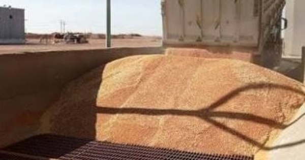 خبير تنمية مستدامة مصر تقترب من تعزيز اكتفائها من القمح