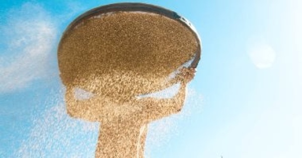 ذهب أبيض في الغيطان حصاد السمسم البلدي في حقول الجيزة ذهب أبيض في الغيطان حصاد السمسم البلدي في حقول الجيزة
