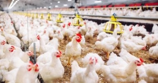 اعرف مستهدفات تنمية الثروة الحيوانية والداجنة فى خطة 2026 2027