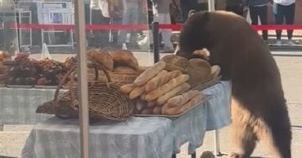 دب يترك الفواكه والخضراوات بحث ا عن المعجنات فى سوق أمريكى فيديو