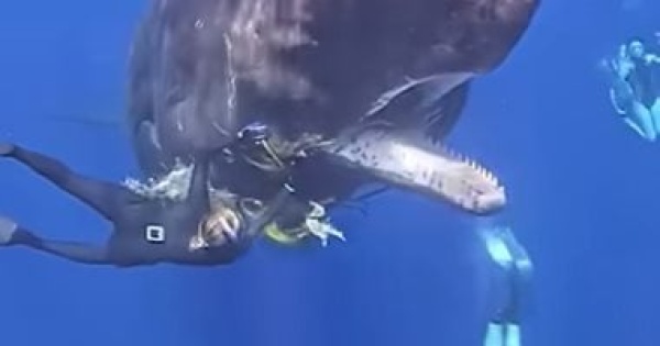 أمريكية تمد يديها داخل فم حوت فى المحيط لإنقاذ حياته فيديو أمريكية تمد يديها داخل فم حوت فى المحيط لإنقاذ حياته فيديو