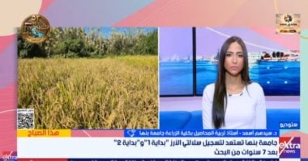 أستاذ زراعة بجامعة بنها استنباط سلالتين جديدتين من الأرز بإنتاجية 4 2 طن للفدان