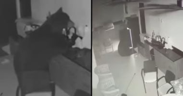 دب عطشان يقتحم منزلا فى فلوريدا ويسرق مشروبات من الثلاجة فيديو دب عطشان يقتحم منزلا فى فلوريدا ويسرق مشروبات من الثلاجة فيديو