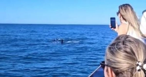 كمين فى عرض البحر 13 حوتا قاتلا تحاصر قاربا قبالة سواحل كاليفورنيا فيديو