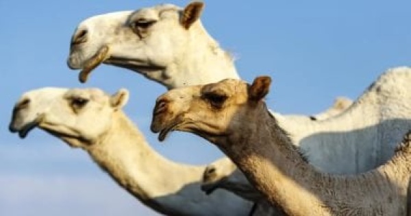 26 مجسما للإبل تجسد حضور الموروث الثقافى فى ضاحية عنيزة بالسعودية