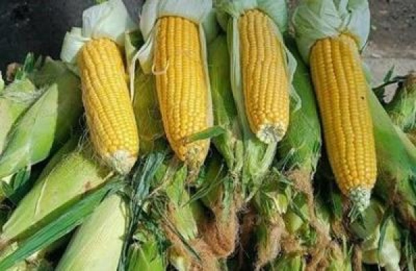 ماذا يحدث لجسمك عند تناول الذرة النيئة ماذا يحدث لجسمك عند تناول الذرة النيئة