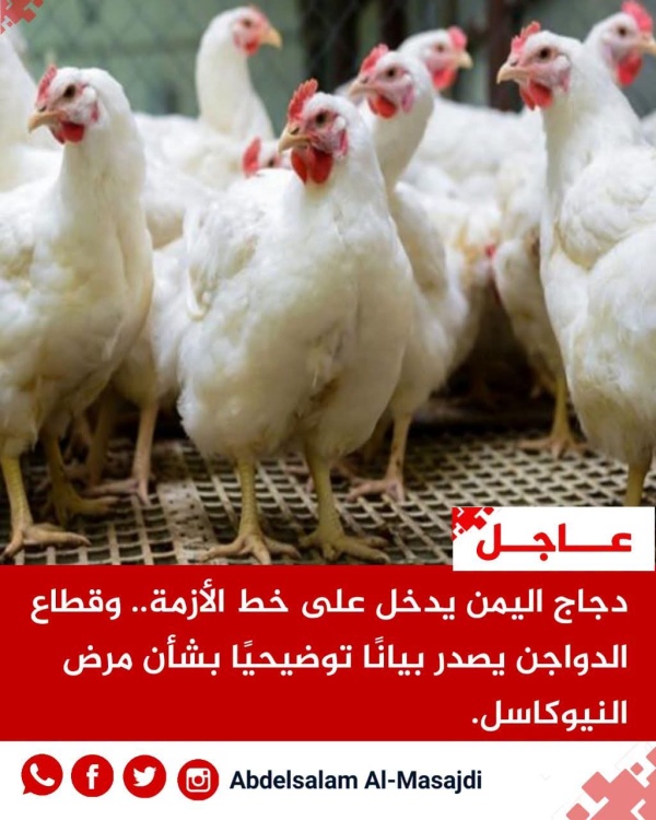 صنعاء دجاج اليمن يدخل على خط الأزمة وقطاع الدواجن يصدر بيان ا توضيحي ا بشأن مرض النيوكاسل