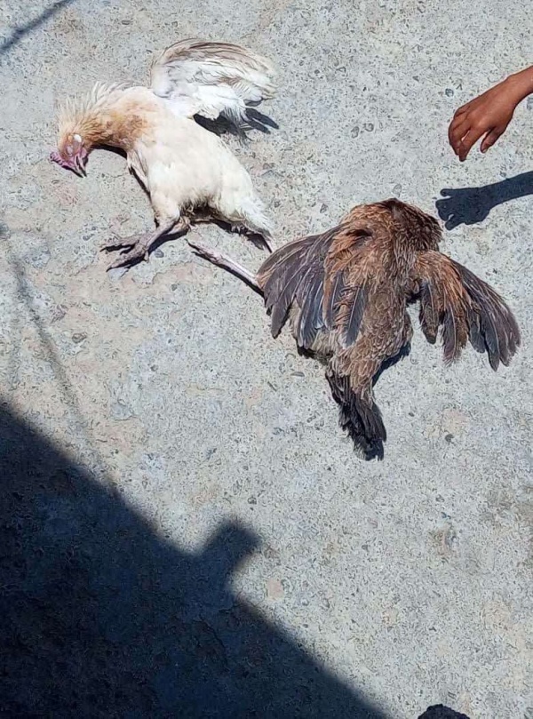 مرض مجهول يحصد الدجاج وتحذيرات من اتساع رقعة الانتشار مرض مجهول يحصد الدجاج وتحذيرات من اتساع رقعة الانتشار