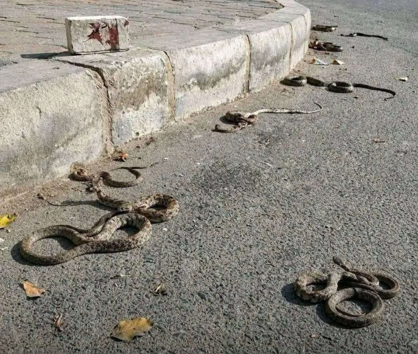 هجوم مباغت للثعابين يثير الرعب في مدينة جعار بأبين هجوم مباغت للثعابين يثير الرعب في مدينة جعار بأبين