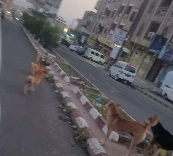 انطلاق حملة لمكافحة الكلاب الضالة في تعز عقب تزايد هجماتها على الأطفال