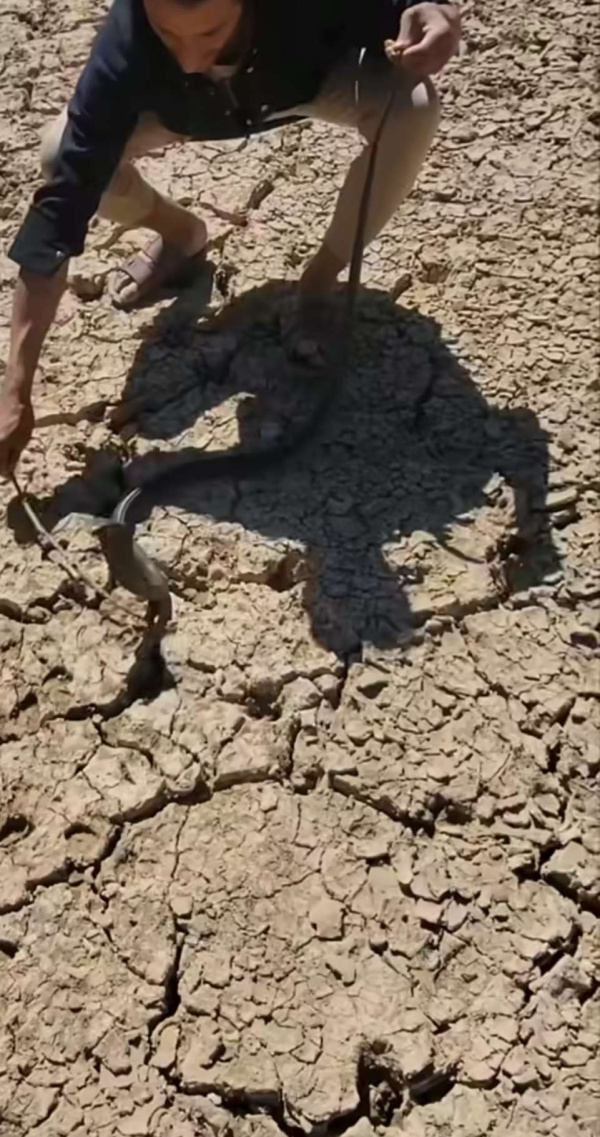 الربيعي يضبط كوبرا الربيعي يضبط كوبرا